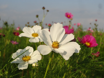 諫早湾干拓 長崎 諫早市民 ふくちゃんの食う 寝る 遊ぶ日記