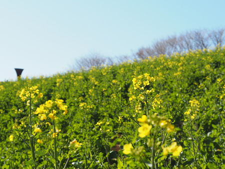 2023.03.14 諌早市 白木峰高原P1016555