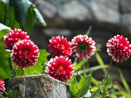 2021.06.21 Ĺ��Զ׳����ϥåԡ��ƥ饹P6205275