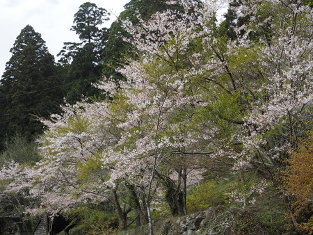 2023.04.01 雲仙市国見町 烏兎の杜P1011377