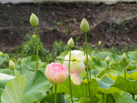 2023.06.10������Կ���Į������ϥ��ࡡ��¦P1019642