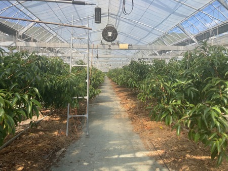 ���츩��Į���ߥ��ե����भ��� �饤��Ŧ�߼���IMG_8376