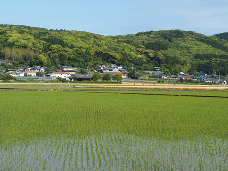 2021.05.07 諫早市森山町 栗の実P5071453