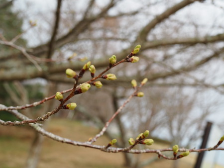 �������⸶�κڤβ֡��Х��Υ�˥�������κ�P3151389