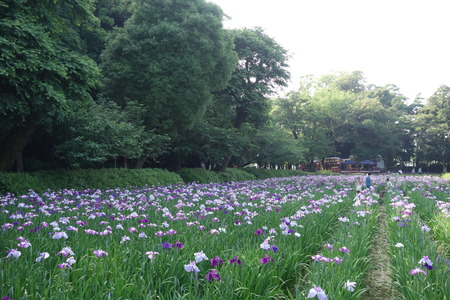 6-大村公園しょうぶDSC01327