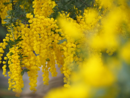 �����������˴ۤΥߥ⥶P3081879