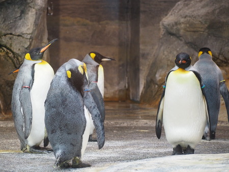 Ĺ��ԡ�Ĺ��ڥ󥮥��²��P2142023