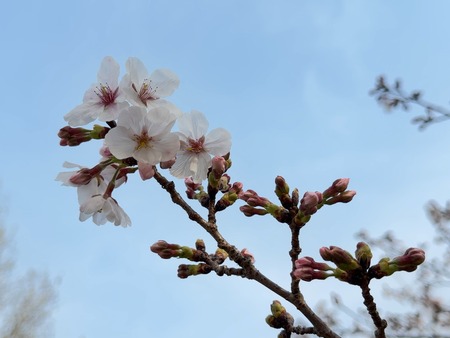 �����¿�ɸ�Į���Τ��߸���IMG_5997