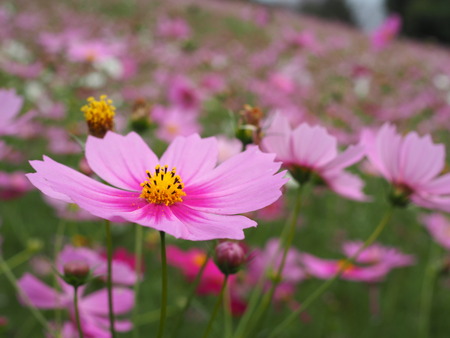 �����⥹ȪP1011880