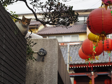 ��Ͳ�����ϩ�Ϥ��ϰ�ǭP1011613