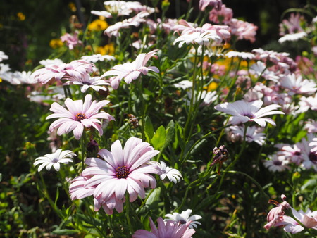 2023.04.22 長崎市琴海 ハッピーテラスP1015695