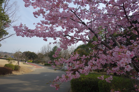 1-河津桜DSC07320