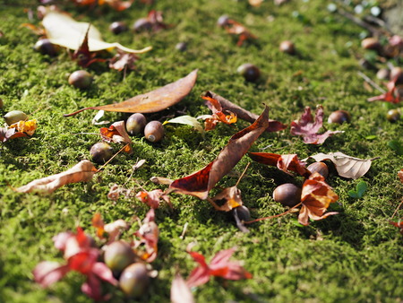 2025.11.28������ԡ�ŷʹ��PB281660