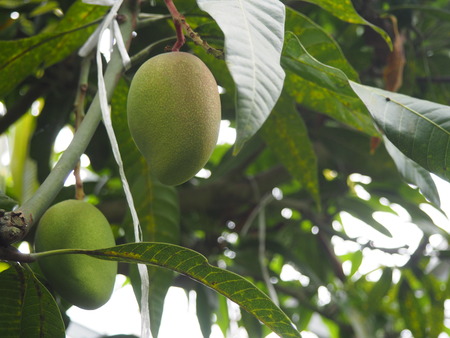 2024.07.02 大村市 長崎スコーコーヒーパークP1010774