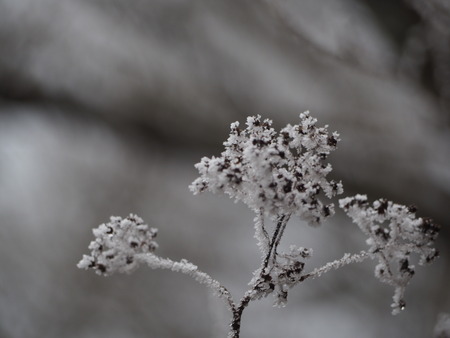 2022.12.03 ±ÀÀç¿ÎÅÄÆ½¡¢Ì¯¸«³Ù¡¡Ì¸É¹P1011674