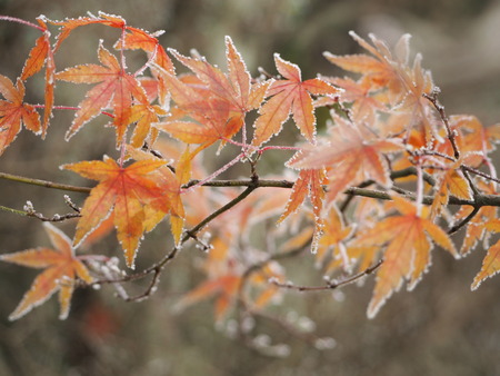 2022.12.03 ±ÀÀç¿ÎÅÄÆ½¡¢Ì¯¸«³Ù¡¡Ì¸É¹P1011605