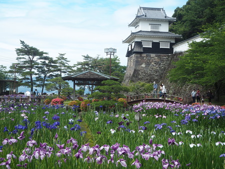 8-大村公園 花菖蒲PP5310071