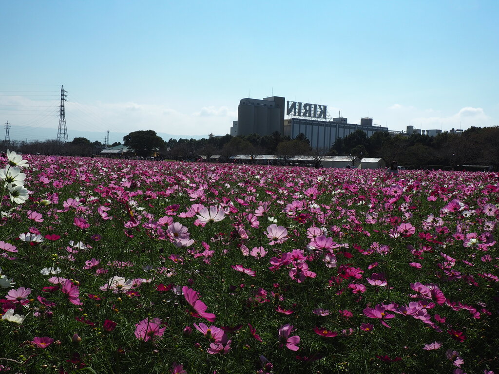 22 広大で圧巻のコスモス園 キリンビール福岡工場 キリン花園 福岡県朝倉市 長崎 諫早市民 ふくちゃんの食う 寝る 遊ぶ日記