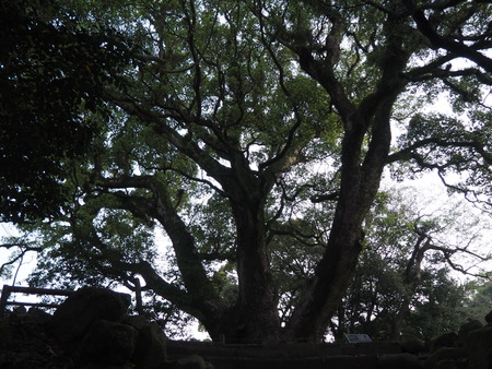 2023.04.07 諫早公園P1012912