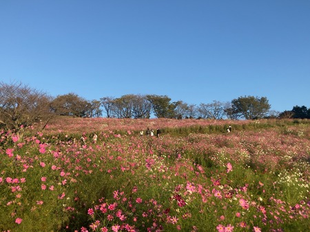 白木峰高原のコスモスIMG_8700 2