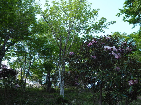 2021.04.24������Թ���Į�����㥯�ʥ�����P4246682