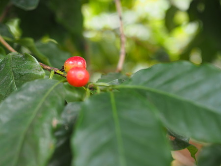 2024.07.02 大村市 長崎スコーコーヒーパークP1010628