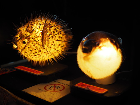 Ĺ��ԡ�Ĺ��ڥ󥮥��²�ۡ�̥�ǤΥ�󥿥�ŸP2141941