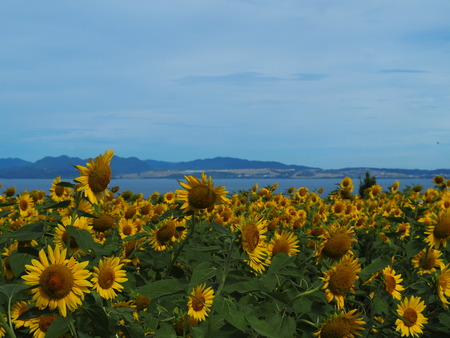 2022.07.30 ����Ծ���Į���Ҥޤ�ꥯ������P7303615