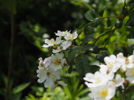 2023.05.04 平戸市生月 P1017175