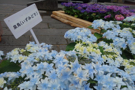 21-長崎あじさい祭 泉鳥DSC07880