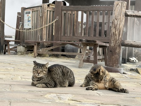 雲仙地獄 猫IMG_4399