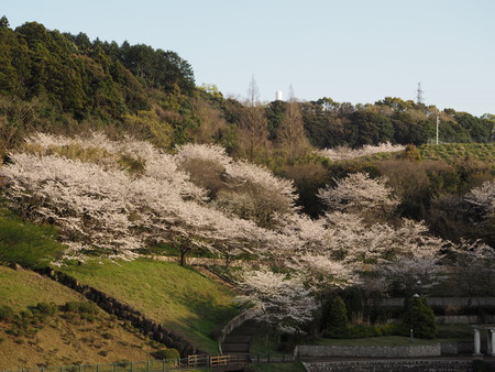 2023.03.26 大村市 アルカディア記念公園P1010306
