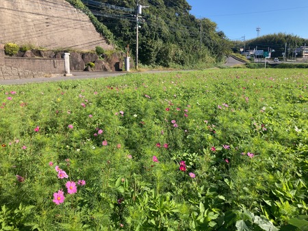 2024.11.09�����ե롼�ĥХ���IMG_7991