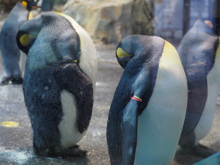 Ĺ��ԡ�Ĺ��ڥ󥮥��²��P2142032