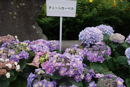 12-長崎あじさい祭 ティーンカーベルDSC07850