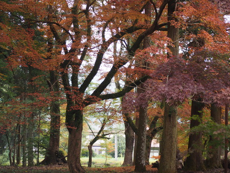 2024.11.22 多久市 西渓公園PB170082