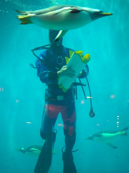 Ĺ��ԡ�Ĺ��ڥ󥮥��²��P2142189