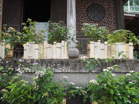 2024.06.02 長崎市 興福寺あじさいP6027488