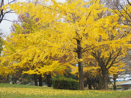 2022.11.19 雲仙市国見町 百花台公園P1014642