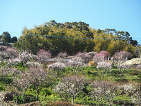 6-4-長崎市 虎馬園P2233364