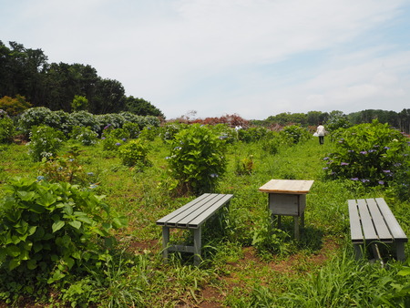 2023.06.10������Կ���Į���ä���������P1019747