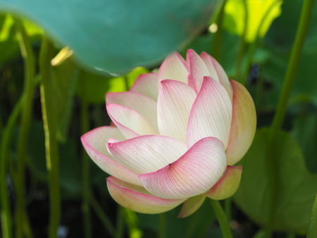 2025.07.22¡¡ëÝÁá»Ô¡¡ÅâÈæ¥Ï¥¹±à¡¡ÁÐÆ¬Ï¡P7230023