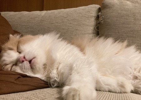 2023.1.1 てんちゃんIMG_1907