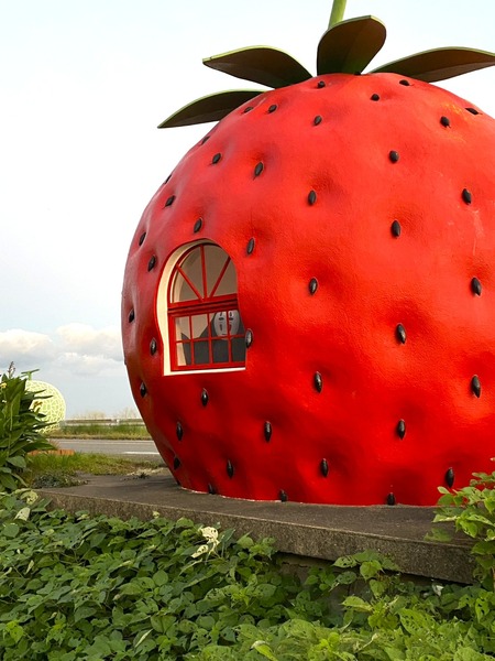 °æºê¥Õ¥ë¡¼¥Ä¥Ð¥¹ÄäIMG_0834