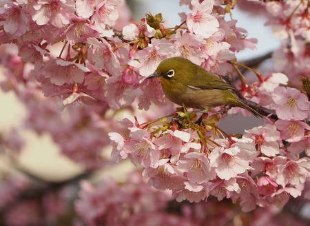 2023.03.04����¼�ԡ��׸����� �᥸��P1012105