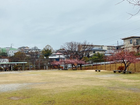 2022.02.21 大村市 久原公園 河津桜IMG_9031