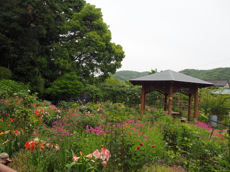 7-諫早市栗面町 Mai's garden P5171450