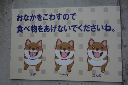 12−島原 柴犬DSC09245