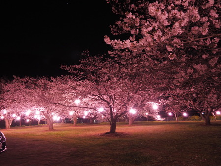 2023.03.31�����Ό��Į��������P1010803