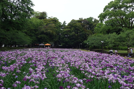6-大村公園 花菖蒲DSC07506